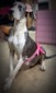 DLH Duchess Of Merles (Willow)