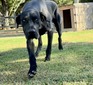 DLH Tux (Tux)